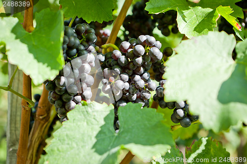 Image of green and red grapevine outdoor in autumn summer 