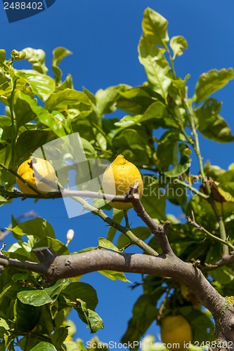 Image of fresh lemons on lemon tree blue sky nature summer