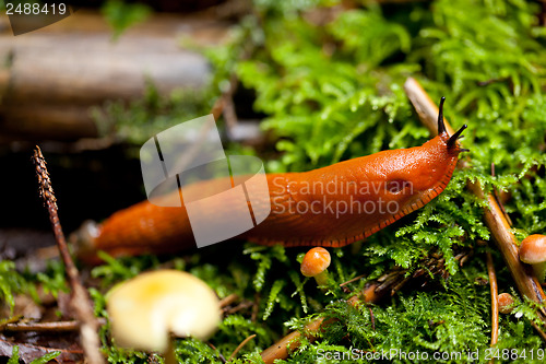 Image of red slug arion rufus slimy nature slow green wild