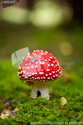 Image of agaric amanita muscaia mushroom detail in forest autumn 