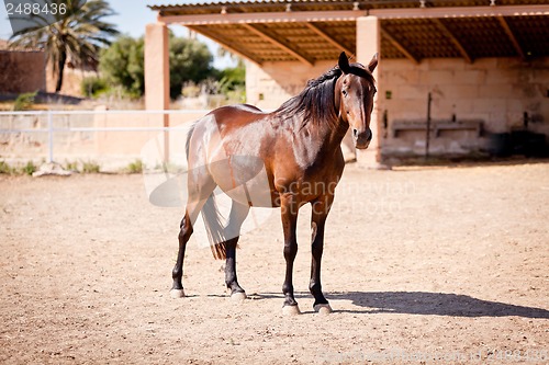 Image of beautiful blond cruzado horse outside horse ranch field