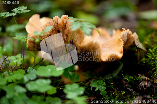 Image of brown mushroom autumn outdoor macro closeup 