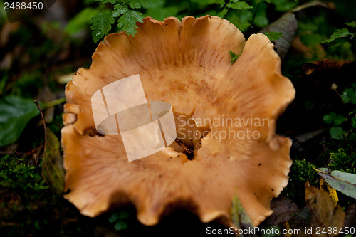 Image of brown mushroom autumn outdoor macro closeup 