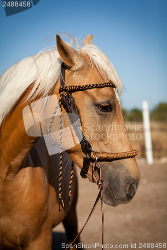 Image of beautiful blond cruzado horse outside horse ranch field