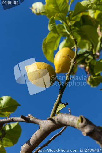 Image of fresh lemons on lemon tree blue sky nature summer