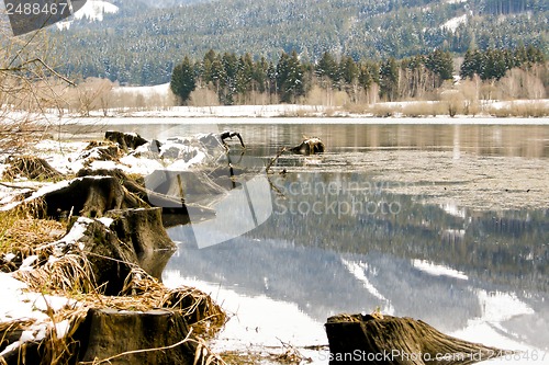 Image of forest and field  winter landscape