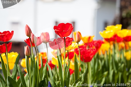 Image of beautiful colorful yellow red tulips flowers 