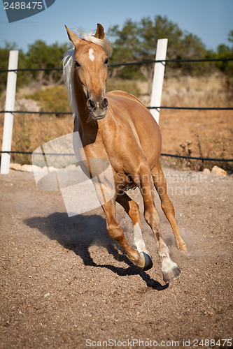 Image of beautiful blond cruzado horse outside horse ranch field