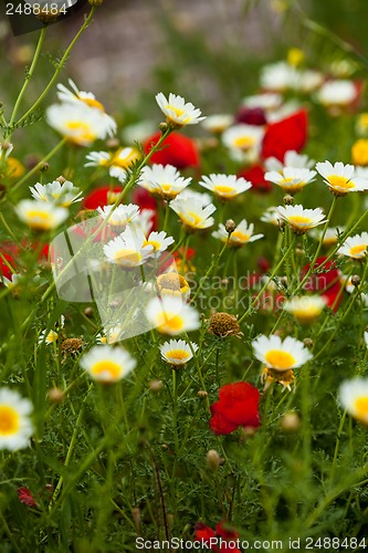 Image of beautiful poppy field in red and green landscape 