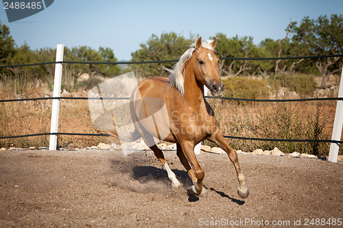 Image of beautiful blond cruzado horse outside horse ranch field