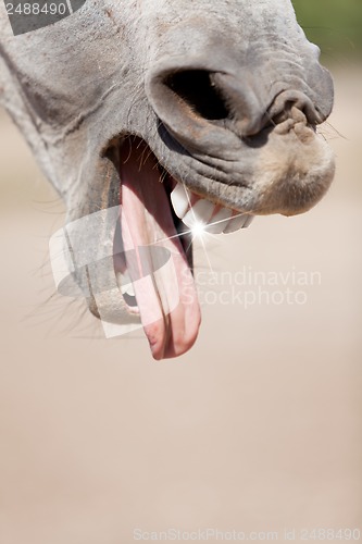 Image of beautiful pura raza espanola pre andalusian horse