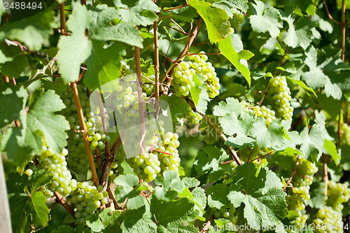 Image of green and red grapevine outdoor in autumn summer 