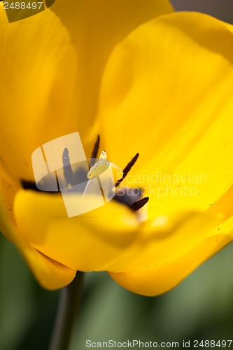 Image of beautiful colorful yellow red tulips flowers 