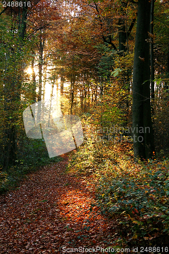 Image of autumn forest scenery