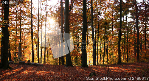 Image of autumn forest scenery