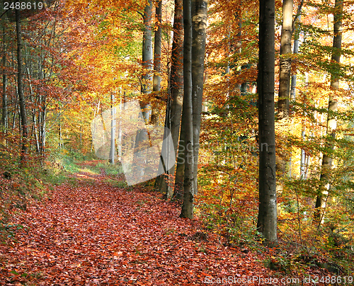 Image of autumn forest scenery