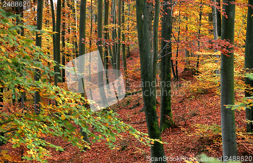 Image of autumn forest scenery