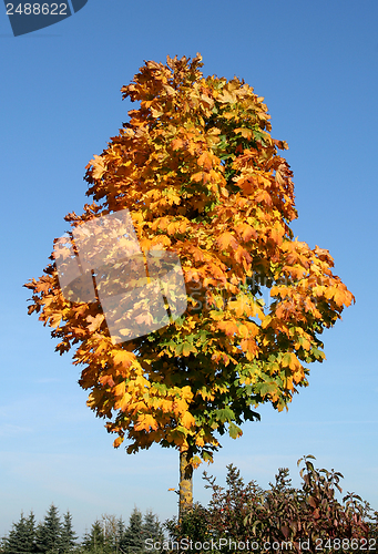 Image of tree top