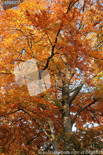 Image of orange treetop