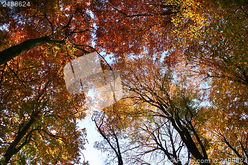 Image of colorful treetops