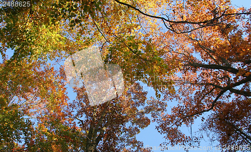 Image of autumn forest scenery