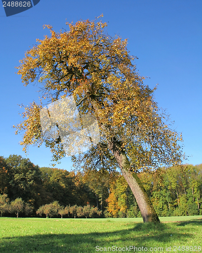 Image of incline tree