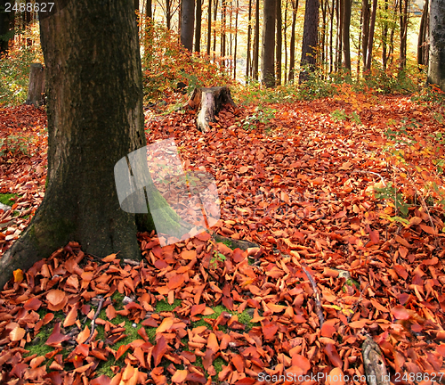 Image of autumn forest scenery