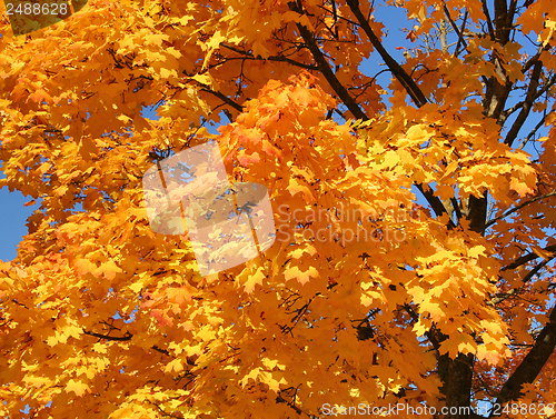 Image of orange treetop