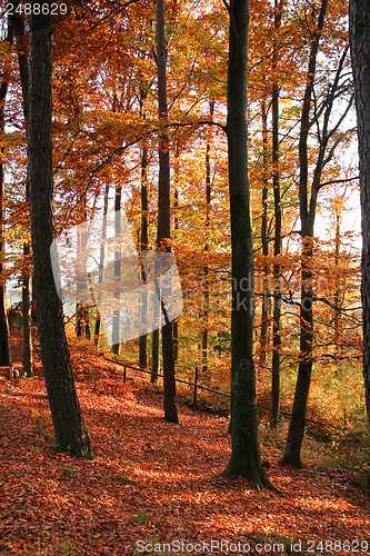 Image of autumn forest scenery