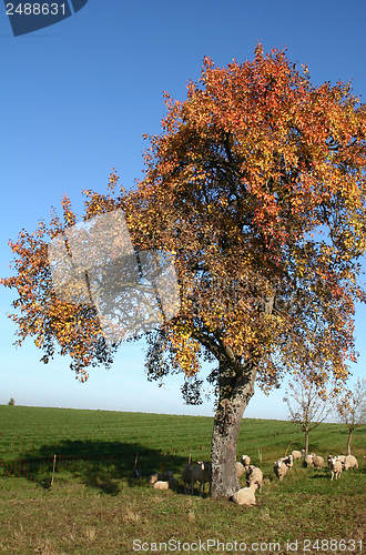 Image of autumn scenery