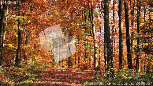 Image of autumn forest scenery