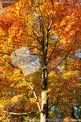 Image of orange treetop