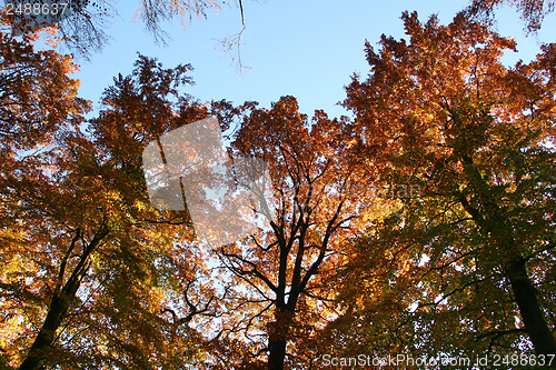 Image of colorful treetops