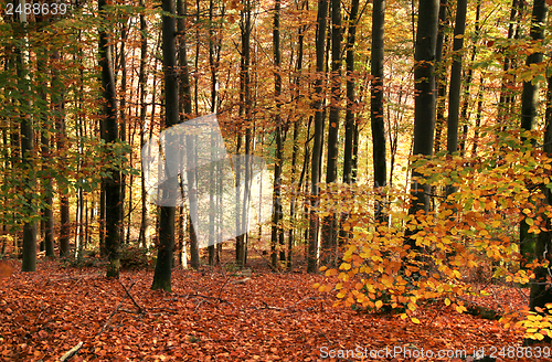 Image of idyllic autumn forest scenery