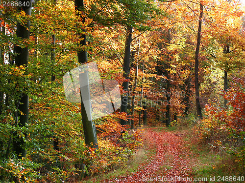 Image of autumn forest scenery