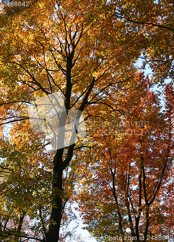 Image of colorful treetops