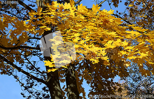 Image of Autumn maple