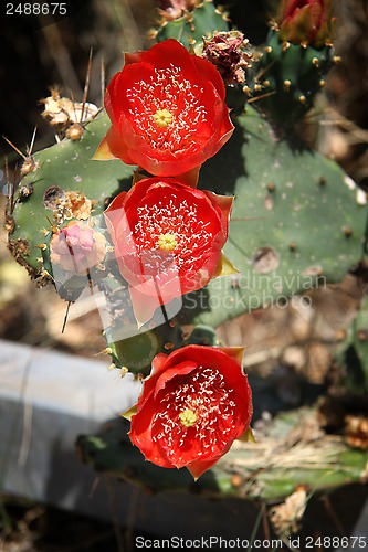 Image of Cactus flowers
