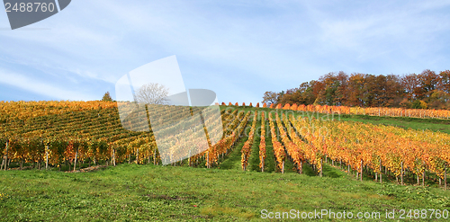 Image of autumn vineyard scenery