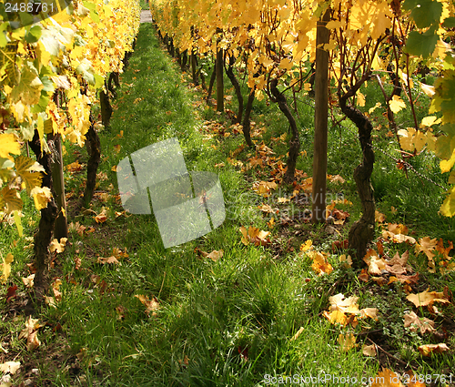 Image of autumn vineyard scenery