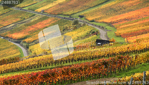 Image of autumn vineyard scenery