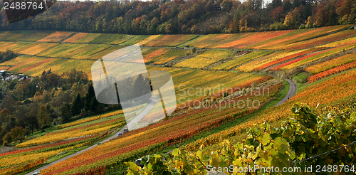 Image of autumn vineyard scenery