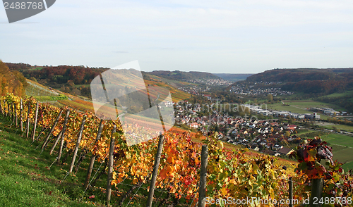 Image of autumn vineyard scenery