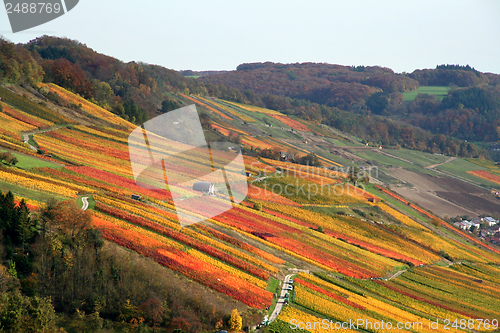 Image of autumn vineyard scenery