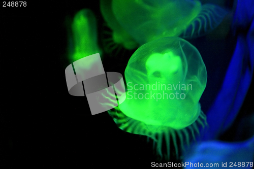 Image of Green jellyfish