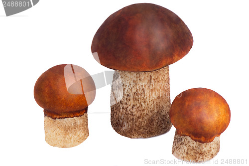 Image of Three beautiful mushroom ???????????? on a white bac