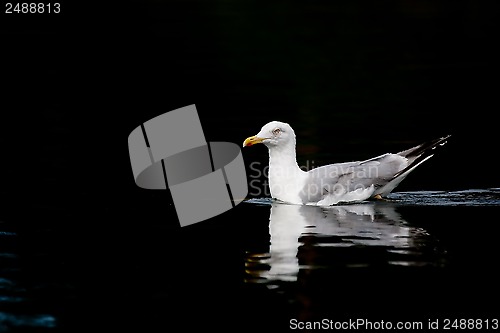 Image of herring gull