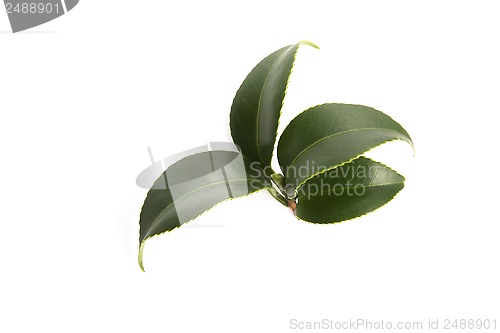 Image of fresh tea leaves isoalted on the white background