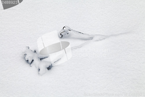 Image of Dry grass covered with snow