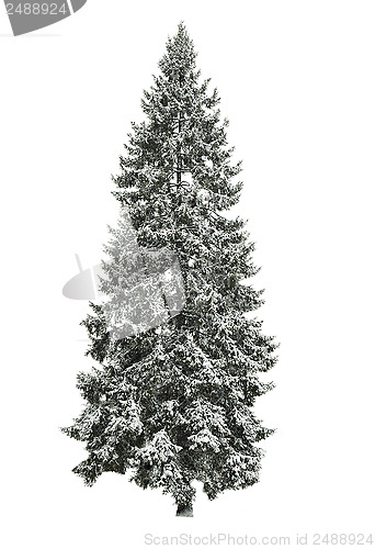 Image of Fir-tree in winter